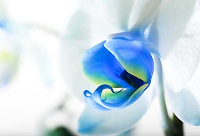 Fototapeta Exotic Orchid 4237